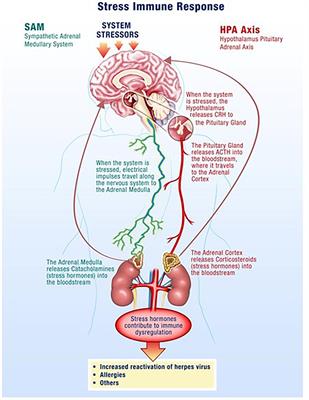 Herpes Virus Reactivation in Astronauts During Spaceflight and Its Application on Earth